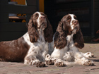 Spaniel